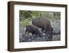 Bison (Bison Bison) Cow and Calf Drinking from a Pond-James Hager-Framed Photographic Print