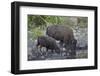 Bison (Bison Bison) Cow and Calf Drinking from a Pond-James Hager-Framed Photographic Print