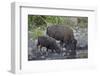 Bison (Bison Bison) Cow and Calf Drinking from a Pond-James Hager-Framed Photographic Print