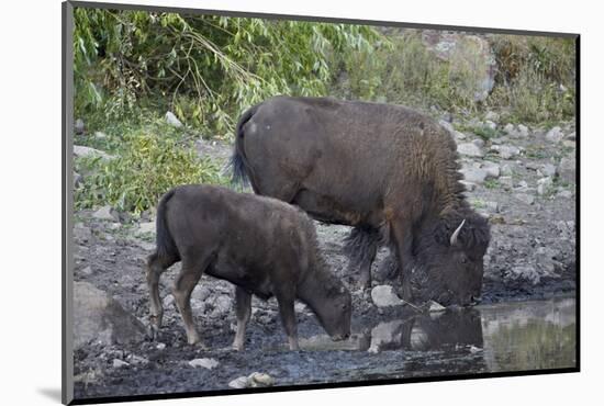 Bison (Bison Bison) Cow and Calf Drinking from a Pond-James Hager-Mounted Photographic Print