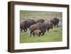 Bison (Bison Bison) Cow and Calf Running in the Rain, Yellowstone National Park, Wyoming, U.S.A.-James Hager-Framed Photographic Print