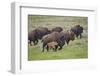 Bison (Bison Bison) Cow and Calf Running in the Rain, Yellowstone National Park, Wyoming, U.S.A.-James Hager-Framed Photographic Print