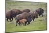 Bison (Bison Bison) Cow and Calf Running in the Rain, Yellowstone National Park, Wyoming, U.S.A.-James Hager-Mounted Photographic Print