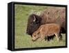 Bison (Bison Bison) Cow and Calf, Yellowstone National Park, Wyoming, USA, North America-James Hager-Framed Stretched Canvas