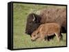 Bison (Bison Bison) Cow and Calf, Yellowstone National Park, Wyoming, USA, North America-James Hager-Framed Stretched Canvas