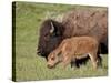 Bison (Bison Bison) Cow and Calf, Yellowstone National Park, Wyoming, USA, North America-James Hager-Stretched Canvas