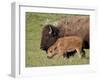 Bison (Bison Bison) Cow and Calf, Yellowstone National Park, Wyoming, USA, North America-James Hager-Framed Photographic Print