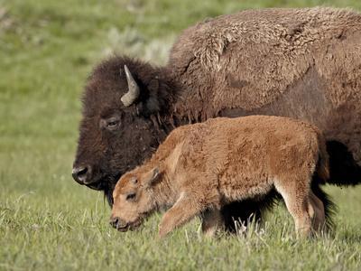 https://imgc.allpostersimages.com/img/posters/bison-bison-bison-cow-and-calf-yellowstone-national-park-wyoming-usa-north-america_u-L-PHCT8A0.jpg?artPerspective=n