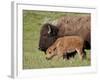 Bison (Bison Bison) Cow and Calf, Yellowstone National Park, Wyoming, USA, North America-James Hager-Framed Photographic Print