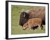 Bison (Bison Bison) Cow and Calf, Yellowstone National Park, Wyoming, USA, North America-James Hager-Framed Photographic Print