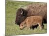 Bison (Bison Bison) Cow and Calf, Yellowstone National Park, Wyoming, USA, North America-James Hager-Mounted Photographic Print