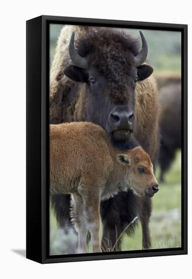 Bison (Bison Bison) Cow and Calf-James Hager-Framed Stretched Canvas