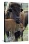 Bison (Bison Bison) Cow and Calf-James Hager-Stretched Canvas