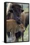 Bison (Bison Bison) Cow and Calf-James Hager-Framed Stretched Canvas