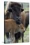 Bison (Bison Bison) Cow and Calf-James Hager-Stretched Canvas