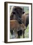 Bison (Bison Bison) Cow and Calf-James Hager-Framed Photographic Print