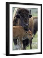 Bison (Bison Bison) Cow and Calf-James Hager-Framed Photographic Print