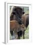 Bison (Bison Bison) Cow and Calf-James Hager-Framed Photographic Print