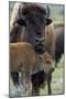 Bison (Bison Bison) Cow and Calf-James Hager-Mounted Photographic Print