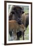 Bison (Bison Bison) Cow and Calf-James Hager-Framed Photographic Print