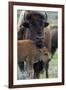 Bison (Bison Bison) Cow and Calf-James Hager-Framed Photographic Print