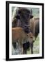 Bison (Bison Bison) Cow and Calf-James Hager-Framed Photographic Print