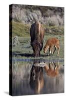 Bison (Bison Bison) Cow and Calf-James Hager-Stretched Canvas