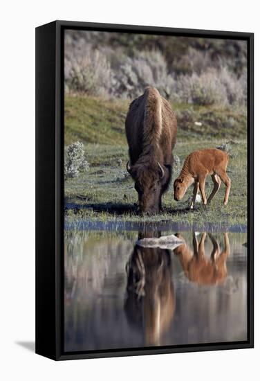 Bison (Bison Bison) Cow and Calf-James Hager-Framed Stretched Canvas