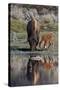 Bison (Bison Bison) Cow and Calf-James Hager-Stretched Canvas