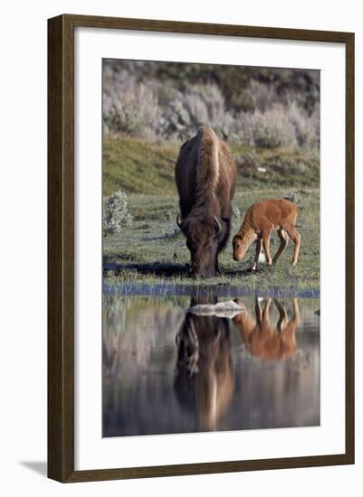 Bison (Bison Bison) Cow and Calf-James Hager-Framed Photographic Print