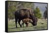 Bison (Bison Bison) Cow and Calf-James Hager-Framed Stretched Canvas