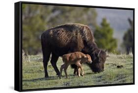 Bison (Bison Bison) Cow and Calf-James Hager-Framed Stretched Canvas