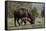 Bison (Bison Bison) Cow and Calf-James Hager-Framed Stretched Canvas