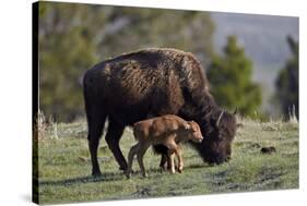 Bison (Bison Bison) Cow and Calf-James Hager-Stretched Canvas