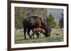 Bison (Bison Bison) Cow and Calf-James Hager-Framed Photographic Print