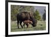 Bison (Bison Bison) Cow and Calf-James Hager-Framed Photographic Print