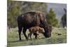 Bison (Bison Bison) Cow and Calf-James Hager-Mounted Photographic Print