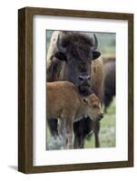 Bison (Bison Bison) Cow and Calf-James Hager-Framed Photographic Print