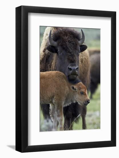 Bison (Bison Bison) Cow and Calf-James Hager-Framed Photographic Print