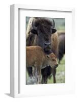 Bison (Bison Bison) Cow and Calf-James Hager-Framed Photographic Print