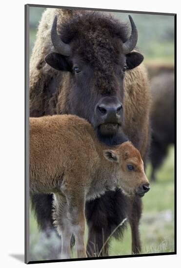 Bison (Bison Bison) Cow and Calf-James Hager-Mounted Photographic Print