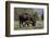 Bison (Bison Bison) Cow and Calf-James Hager-Framed Photographic Print