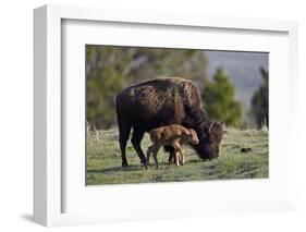 Bison (Bison Bison) Cow and Calf-James Hager-Framed Photographic Print