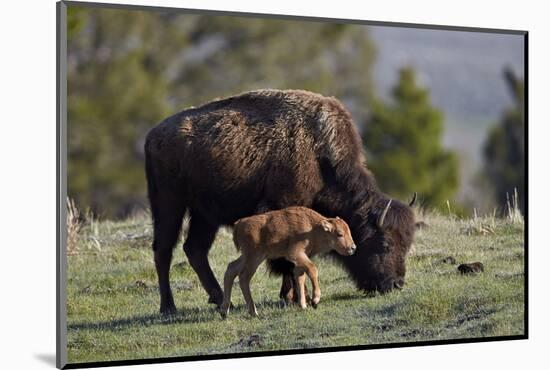 Bison (Bison Bison) Cow and Calf-James Hager-Mounted Photographic Print