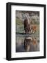 Bison (Bison Bison) Cow and Calf-James Hager-Framed Photographic Print