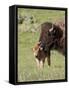 Bison (Bison Bison) Cow Cleaning Her Calf, Yellowstone National Park, Wyoming, USA, North America-James Hager-Framed Stretched Canvas