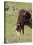 Bison (Bison Bison) Cow Cleaning Her Calf, Yellowstone National Park, Wyoming, USA, North America-James Hager-Stretched Canvas