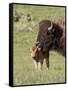 Bison (Bison Bison) Cow Cleaning Her Calf, Yellowstone National Park, Wyoming, USA, North America-James Hager-Framed Stretched Canvas