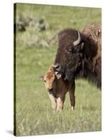 Bison (Bison Bison) Cow Cleaning Her Calf, Yellowstone National Park, Wyoming, USA, North America-James Hager-Stretched Canvas