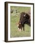 Bison (Bison Bison) Cow Cleaning Her Calf, Yellowstone National Park, Wyoming, USA, North America-James Hager-Framed Photographic Print